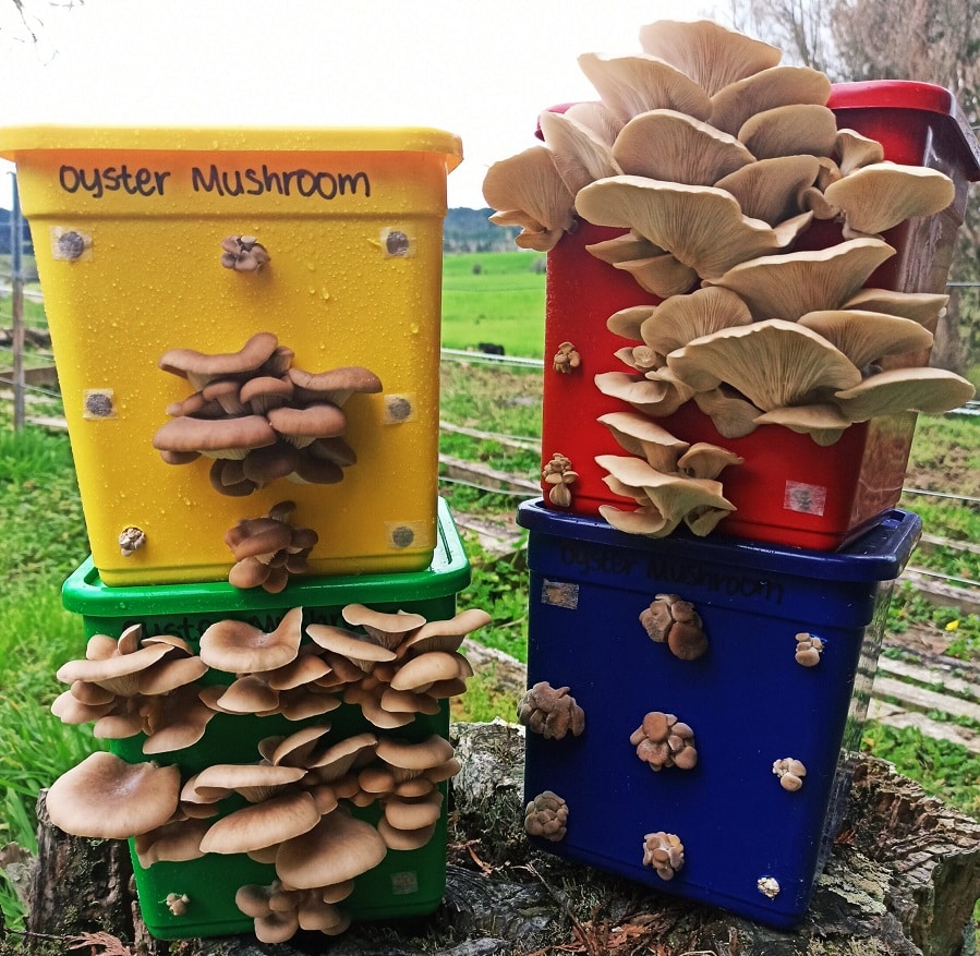 How To Grow Mushrooms