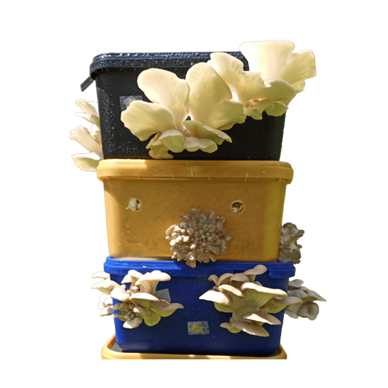 Grow it Yourself Kits