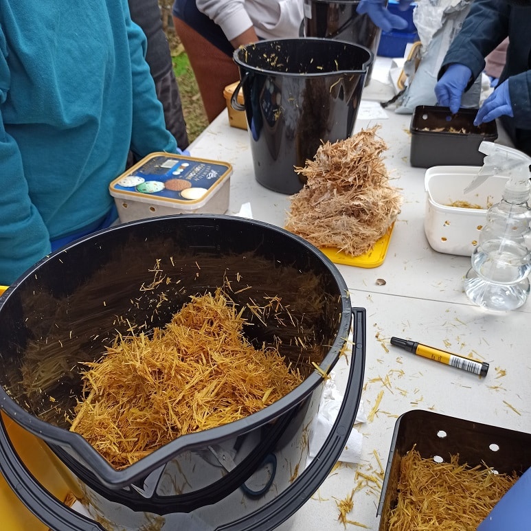 Grow Oyster Mushrooms